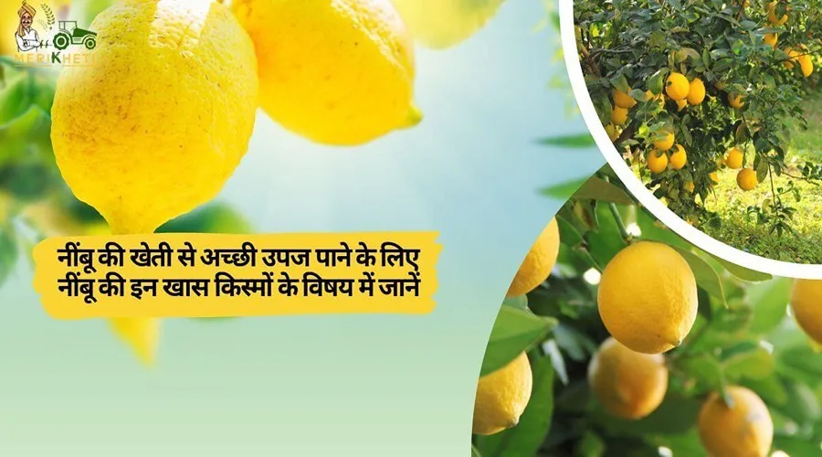 नींबू की खेती से अच्छी उपज पाने के लिए नींबू की इन खास किस्मों के विषय में जानें