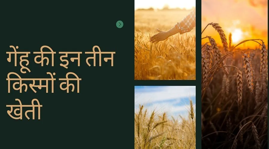 किसान भाई गेंहू की इन तीन किस्मों की खेती से प्रति हेक्टेयर 70 से 75 क्विंटल तक उत्पादन उठा सकते हैं