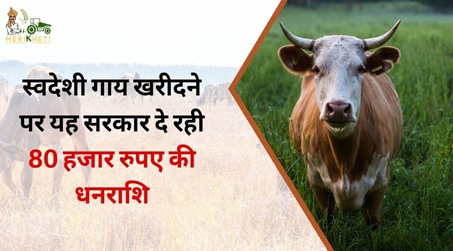 स्वदेशी गाय खरीदने पर यह सरकार दे रही 80 हजार रुपए की धनराशि
