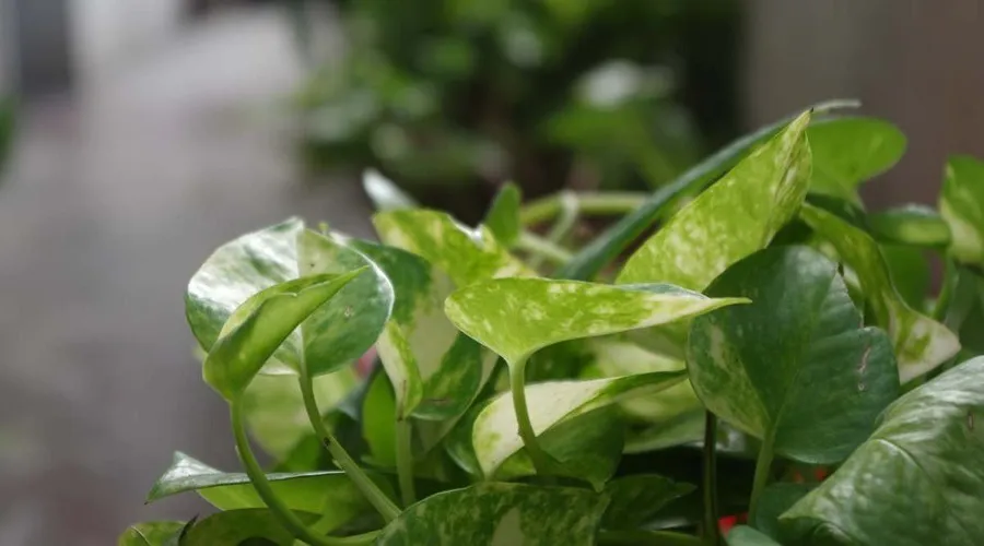 “Money Plant