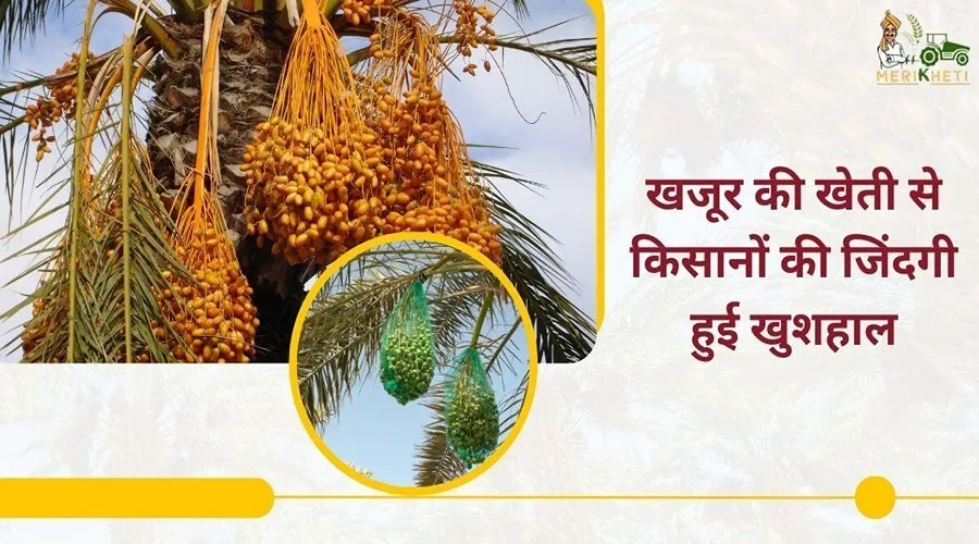 खजूर की खेती से किसानों की जिंदगी हुई खुशहाल