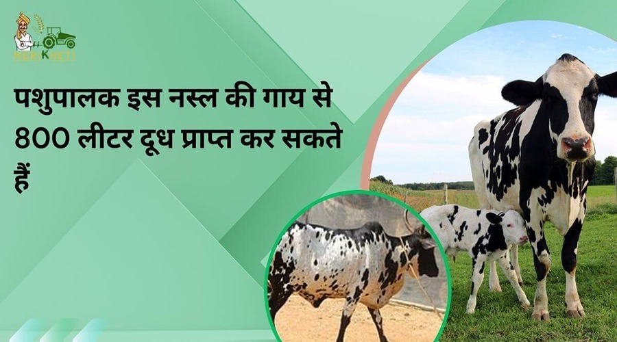 पशुपालक इस नस्ल की गाय से 800 लीटर दूध प्राप्त कर सकते हैं