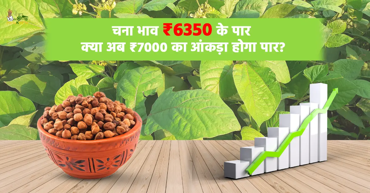 चना भाव ₹6350 के पार! क्या अब ₹7000 का आंकड़ा होगा पार?