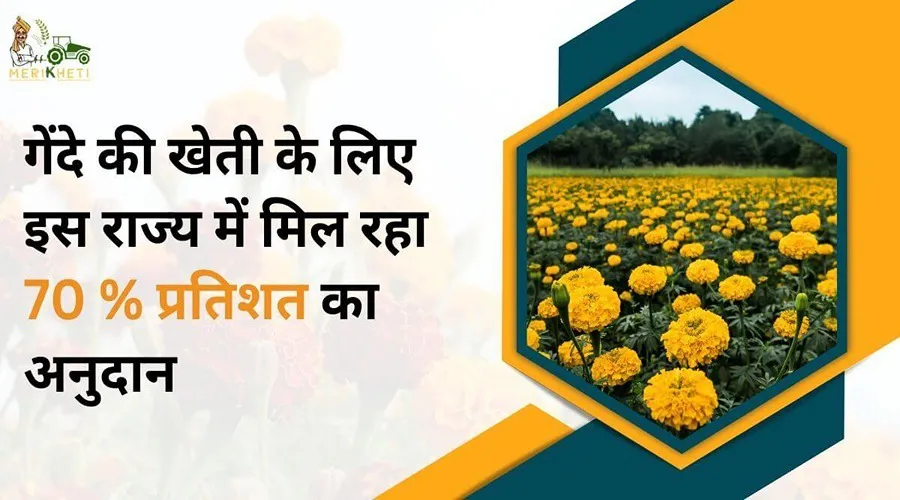 गेंदे की खेती के लिए इस राज्य में मिल रहा 70 % प्रतिशत का अनुदान