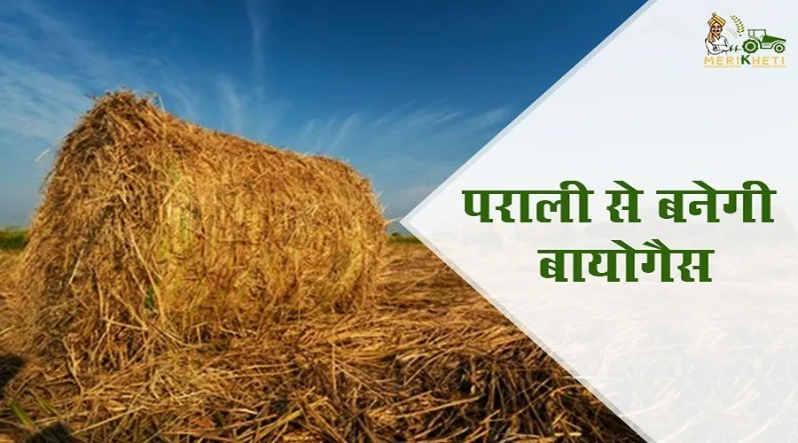 पंजाब सरकार बनाएगी पराली से खाद—गैस