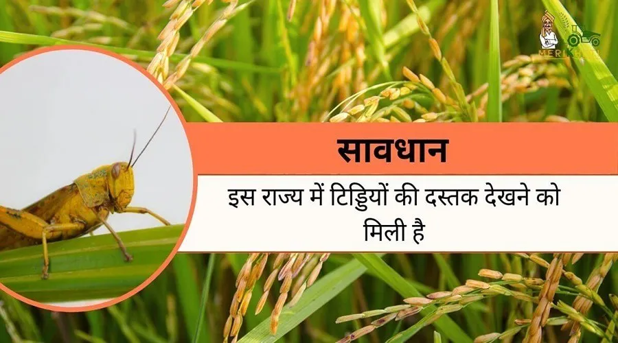 सावधान : इस राज्य में टिड्डियों की दस्तक देखने को मिली है