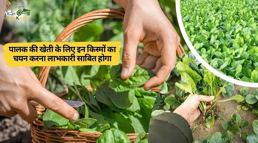 पालक की खेती के लिए इन किस्मों का चयन करना लाभकारी साबित होगा