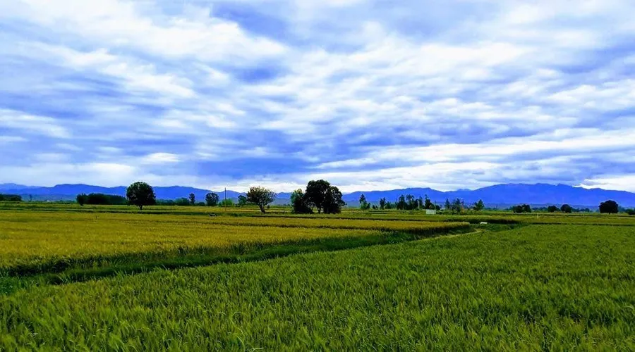 प्रगतिशील किसान सत्यवान ने इस तरह की खेती से कमाया बेहतरीन मुनाफा