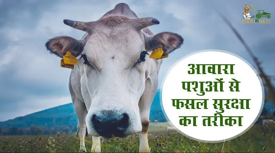 आवारा पशुओं से फसल सुरक्षा का तरीका