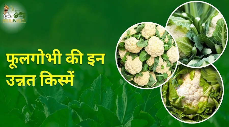 फूल गोभी की इन उन्नत किस्मों को उगाकर किसान अच्छा मुनाफा कमा सकते हैं