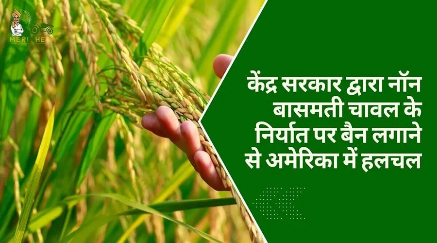 केंद्र सरकार द्वारा नॉन बासमती चावल के निर्यात पर बैन लगाने से अमेरिका में हलचल