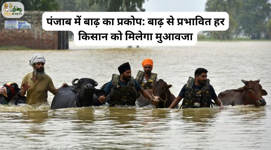 पंजाब में बाढ़ का प्रकोप