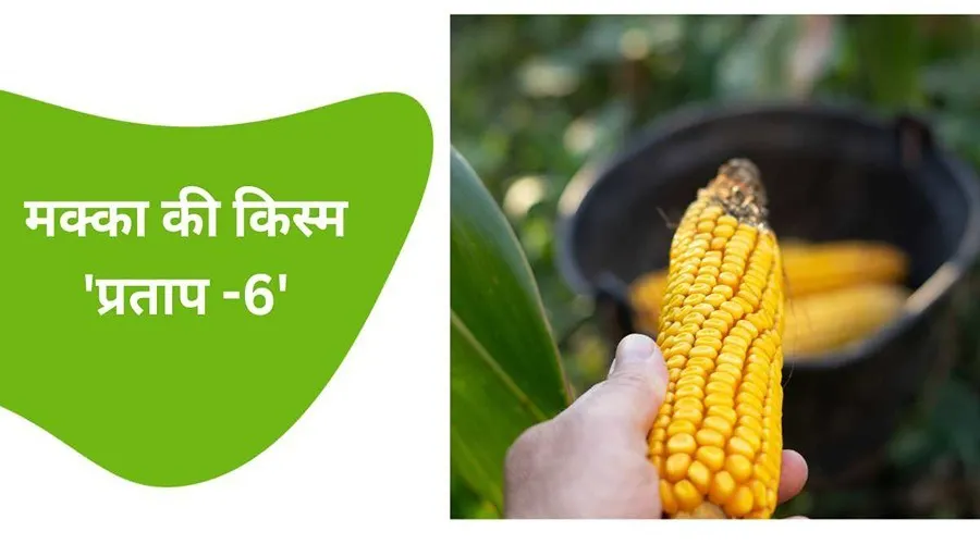 उदयपुर शहर के (एमपीयूएटी) द्वारा विकसित की गई मक्का की किस्म 'प्रताप -6'