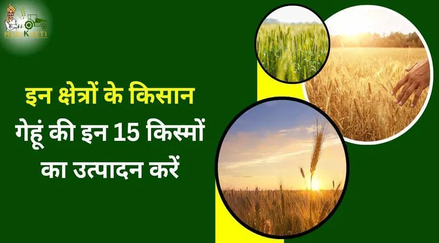 इन क्षेत्रों के किसान गेहूं की इन 15 किस्मों का उत्पादन करें