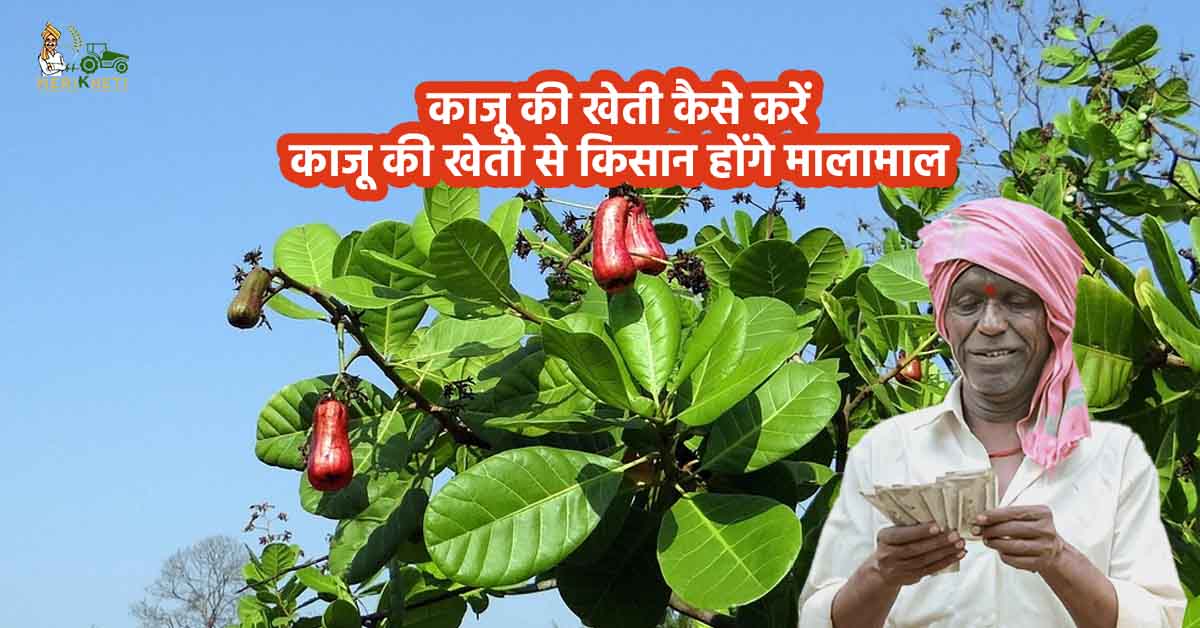 काजू की खेती कैसे करें: काजू की खेती से किसान होंगे मालामाल