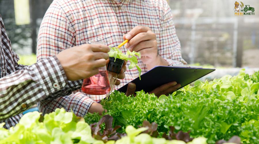 गूगल की नई AI तकनीक से कृषि में क्रांति की शुरुआत