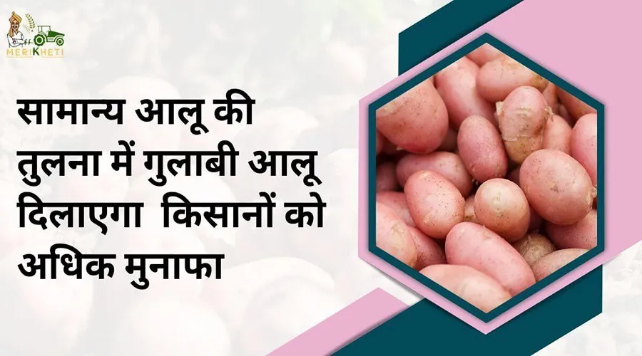 सामान्य आलू की तुलना में गुलाबी आलू दिलाऐगा किसानों अधिक मुनाफा