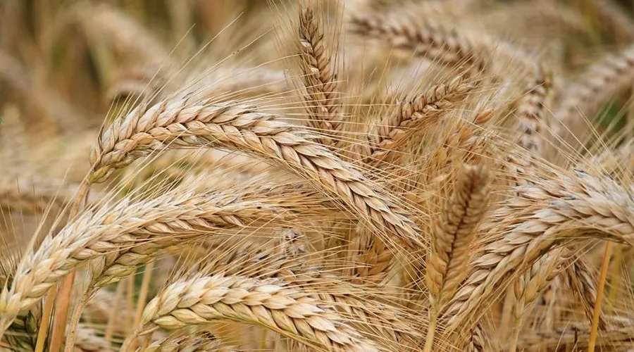 जौ की फसल का शानदार उत्पादन पाने के लिए इन बातों की जानकारी बेहद आवश्यक