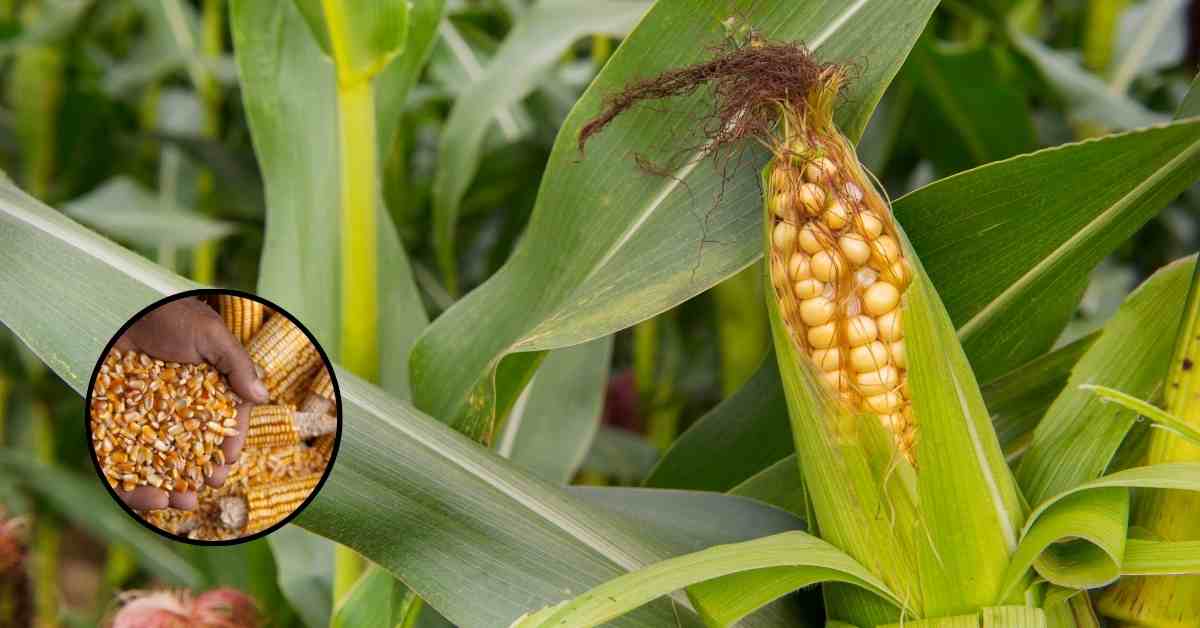 मक्का की खेती: उच्च उपज और लाभ के लिए बुवाई की आधुनिक विधियाँ