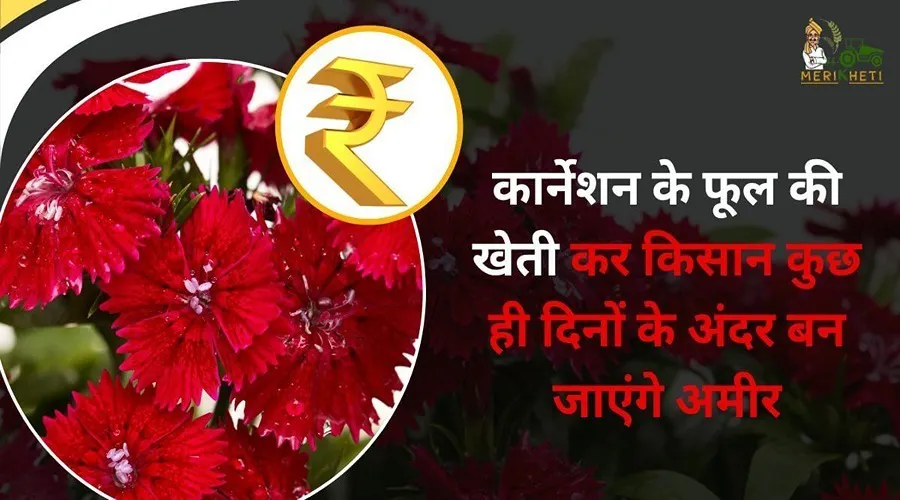 कार्नेशन के फूल की खेती कर किसान कुछ ही दिनों के अंदर बन जाएंगे अमीर