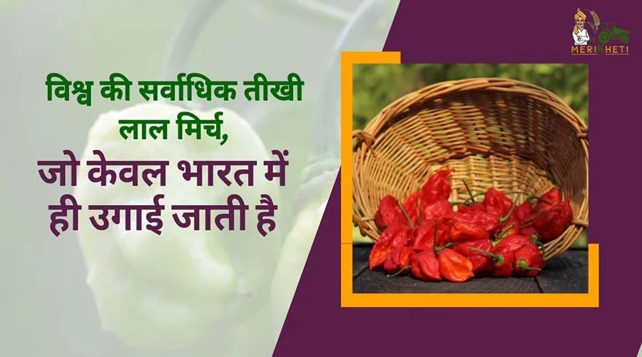 विश्व की सर्वाधिक तीखी लाल मिर्च, जो केवल भारत में ही उगाई जाती है
