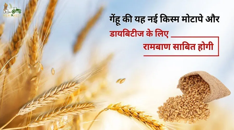 गेहूं की यह नई किस्म मोटापे और डायबिटीज के लिए रामबाण साबित होगी