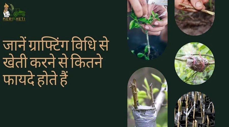 जानें ग्राफ्टिंग विधि से खेती करने से कितने फायदे होते हैं