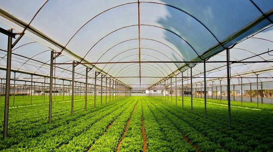  Complete information about how farmers can earn more through organic farming 