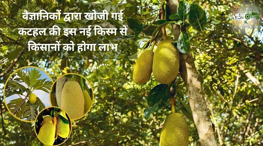 वैज्ञानिकों द्वारा खोजी गई कटहल की इस नई किस्म से किसानों को होगा लाभ