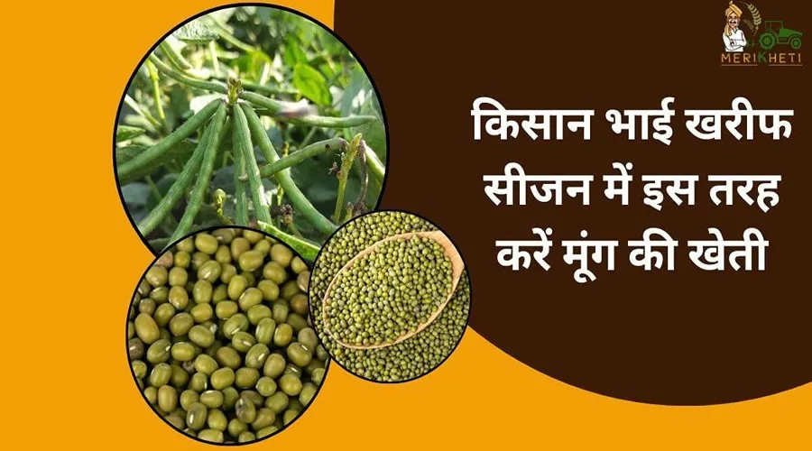 किसान भाई खरीफ सीजन में इस तरह करें मूंग की खेती