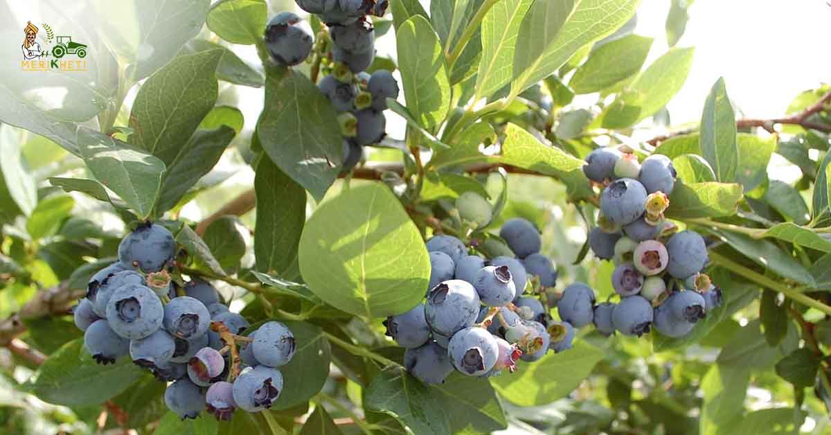  ब्लूबेरी की खेती से कमाई – 3000 पौधों से सालाना 60 लाख रुपए तक मुनाफा
