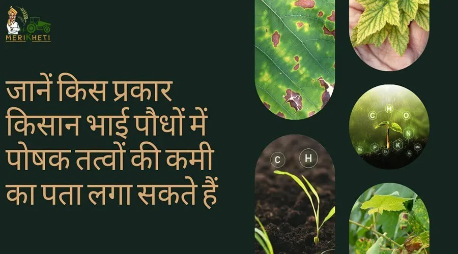 जानें किस प्रकार किसान भाई पौधों में पोषक तत्वों की कमी का पता लगा सकते हैं