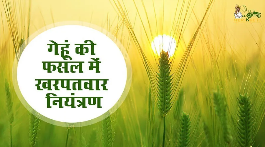 गेहूं की फसल में खरपतवार नियंत्रण