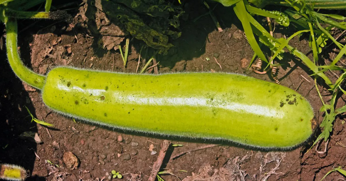 Bottle Gourd: लौकी की खेती से संबंधित विस्तृत जानकारी 