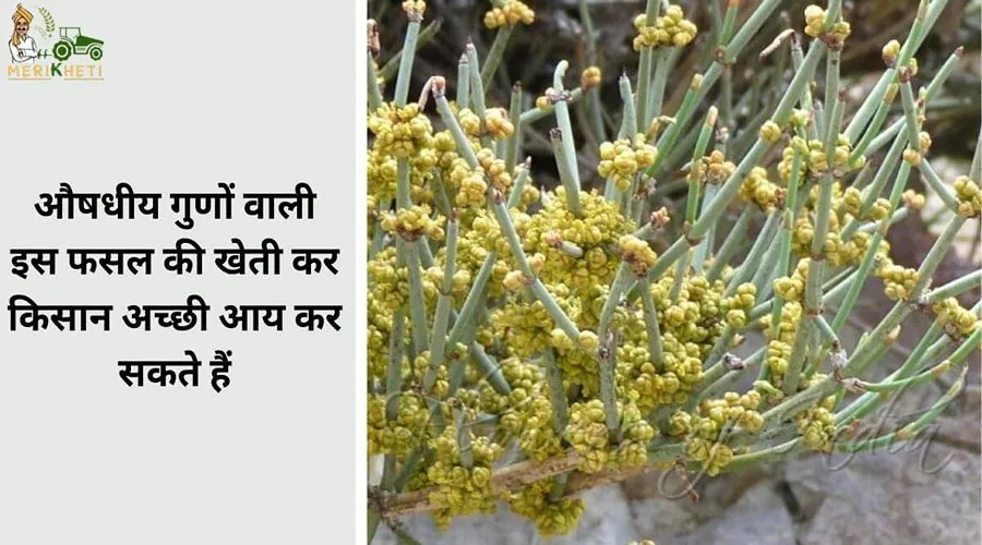 औषधीय गुणों वाली इस फसल की खेती कर किसान अच्छी आय कर सकते हैं