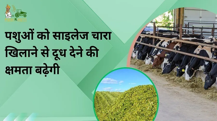 पशुओं को साइलेज चारा खिलाने से दूध देने की क्षमता बढ़ेगी