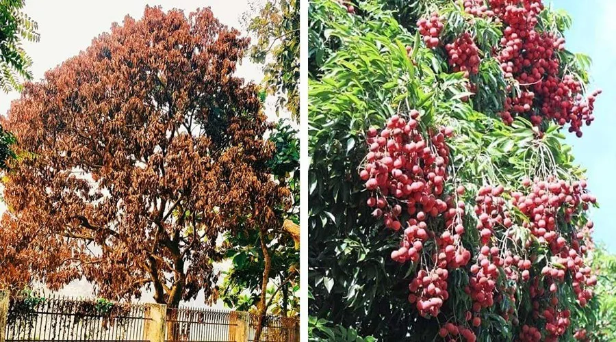 New Emerging Disease: लीची के पेड़ के अचानक मुरझाने एवं सूखने (विल्ट) की समस्या को कैसे करें  प्रबंधित ?