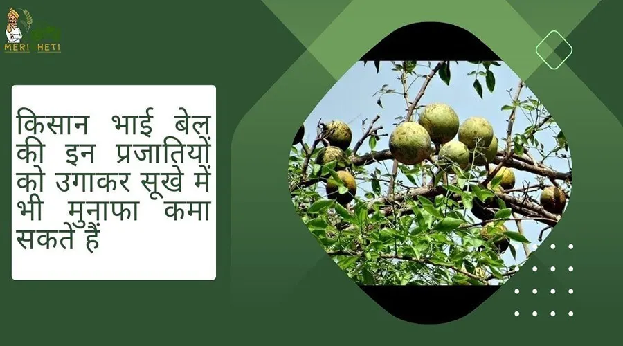 किसान भाई बेल की इन प्रजातियों को उगाकर सूखे में भी मुनाफा कमा सकते हैं