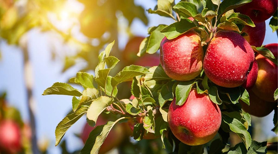 सेब उत्पादन में इस साल काफी गिरावट की आशंका है