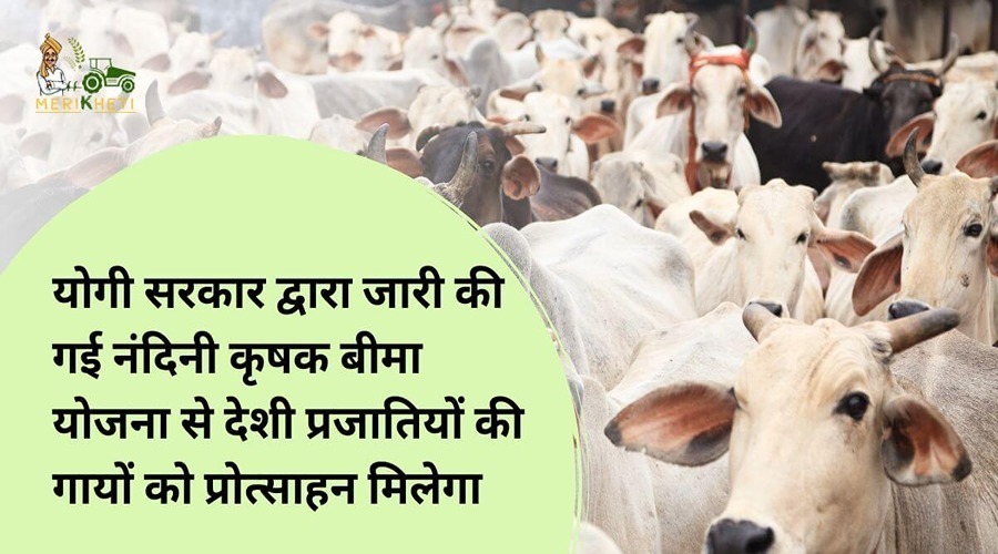योगी सरकार द्वारा जारी की गई नंदिनी कृषक बीमा योजना से देशी प्रजातियों की गायों को प्रोत्साहन मिलेगा