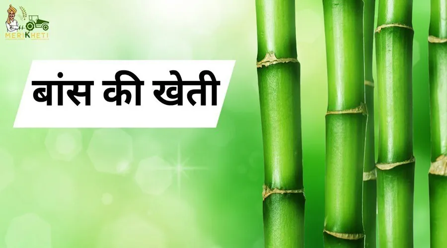 बांस की खेती से जुड़े महत्वपूर्ण पहलुओं की जानकारी