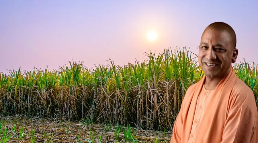 योगी सरकार ने गन्ना का भाव 20 रुपए बढाया, किसानों ने इस पर अपनी यह प्रतिक्रिया दी है 
