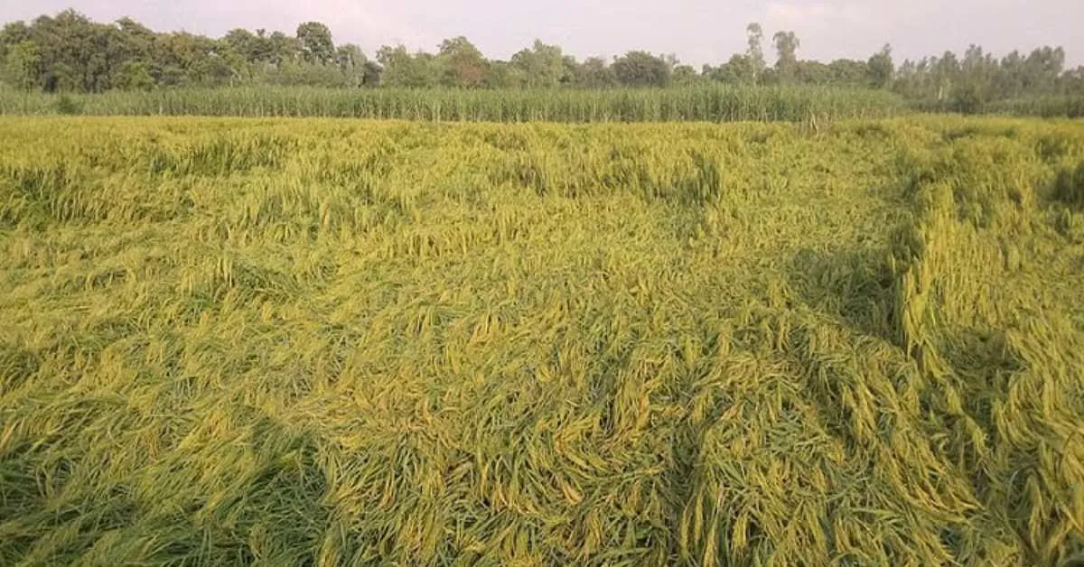 ಪ್ರಕೃತಿಯು ರೈತರ ಮೇಲೆ ವಿನಾಶವನ್ನು ಉಂಟುಮಾಡುತ್ತದೆ; ಬೆಳೆಗಳು ನಾಶವಾಗುತ್ತವೆ