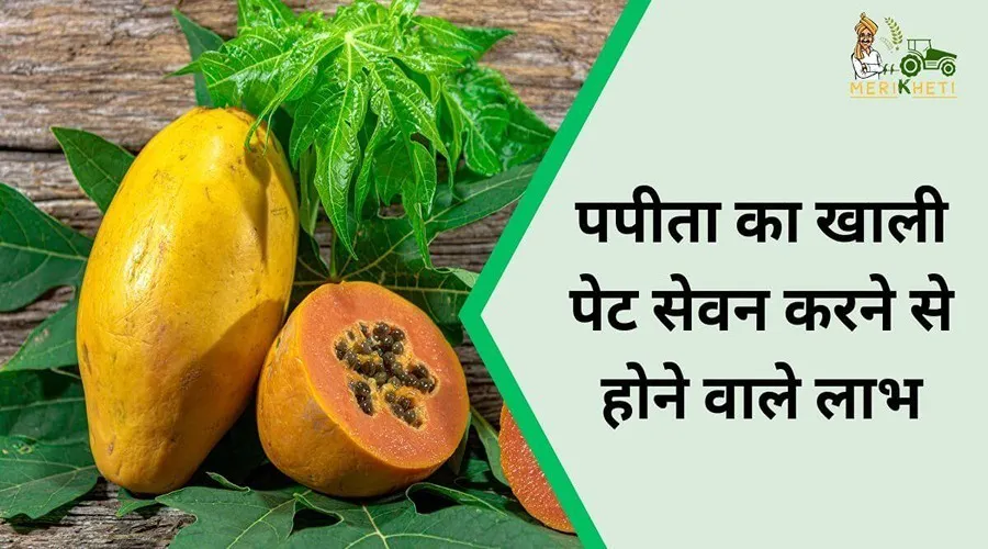 पपीता का खाली पेट सेवन करने से होने वाले लाभ, इसके अंदर औषधीय गुण भी मौजूद हैं
