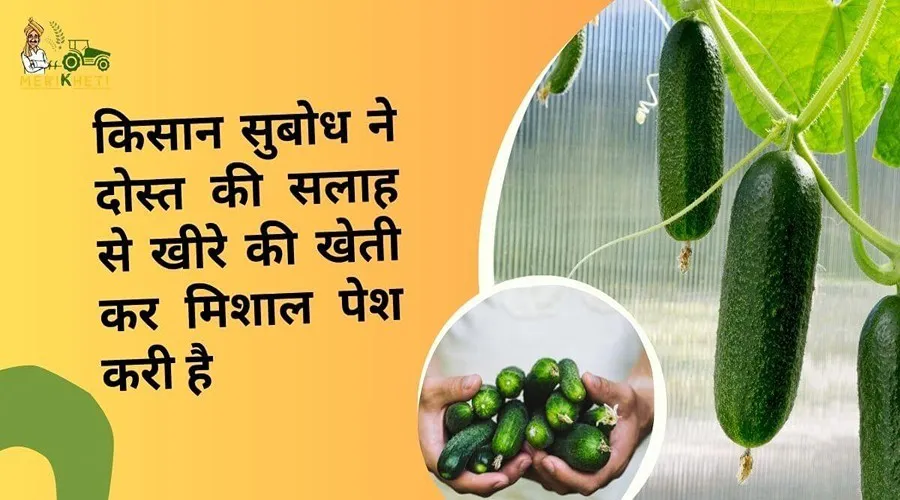 किसान सुबोध ने दोस्त की सलाह से खीरे की खेती कर मिशाल पेश करी है