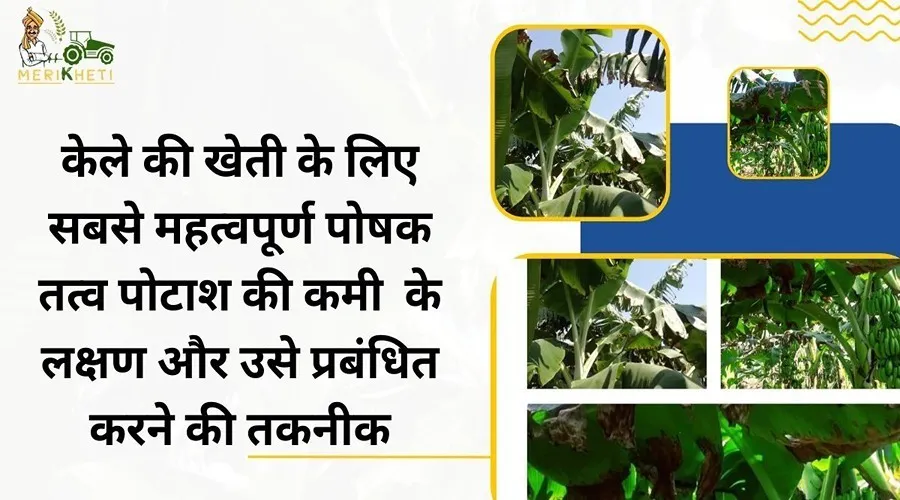 केले की खेती के लिए सबसे महत्वपूर्ण पोषक तत्व पोटाश की कमी के लक्षण और उसे प्रबंधित करने की तकनीक