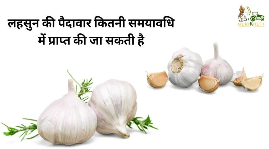 लहसुन की पैदावार कितनी समयावधि में प्राप्त की जा सकती है