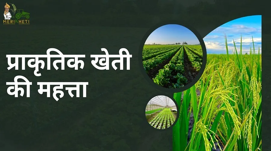 प्राकृतिक खेती की महत्ता एवं इसके क्या-क्या फायदे हैं