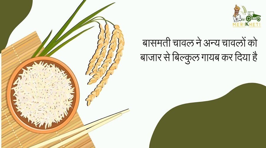 बासमती चावल ने अन्य चावलों को बाजार से बिल्कुल गायब कर दिया है
