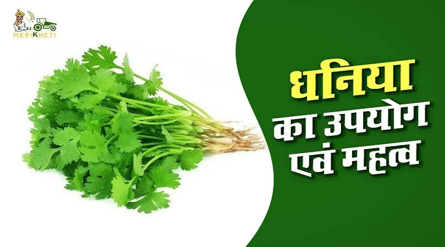 धनिया का उपयोग एवं महत्व [Dhaniya (Coriander) uses & importance in hindi]